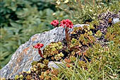 Valvogna, Valsesia - Semprevio dei Monti (Sempervivum montanum)